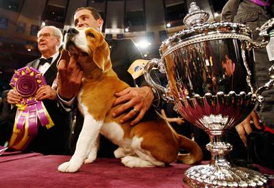 dog and trophy at westminster kennel club dog show
